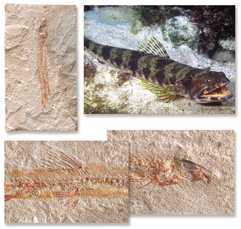  Fosil Canli Kum Balığı